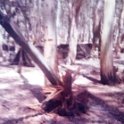 Fotos hist�ricas - Foto 20 - Estancia Nueva Mehlem