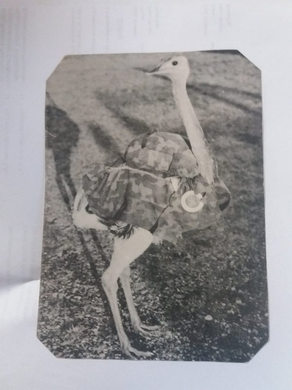 Fotos históricas - Foto 04 - Charabón infante, 1987